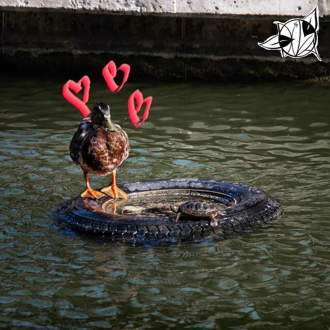 Diva Release New Single ‘Amina’